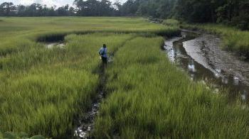 Woman walking amonst coaster grass with water to her left.